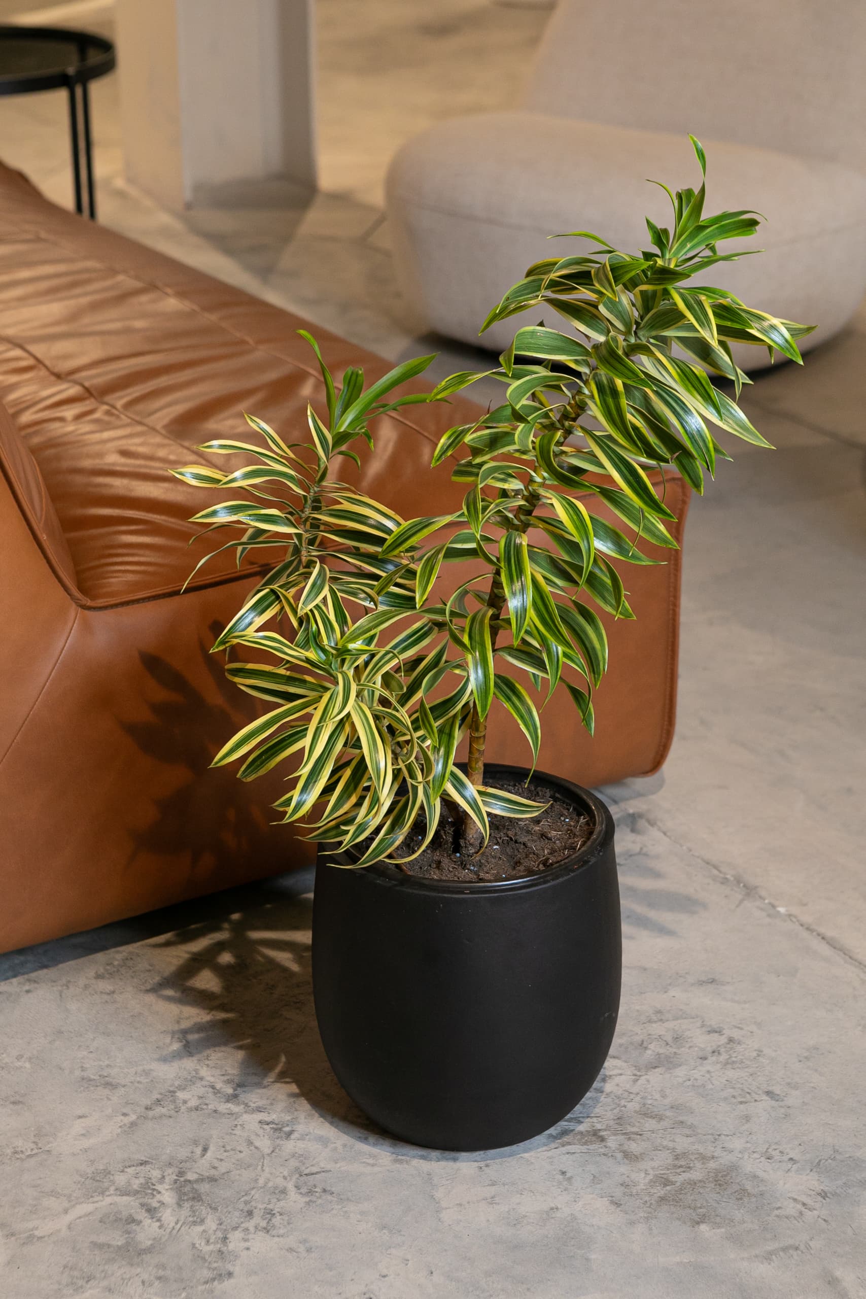 Pots & Planters