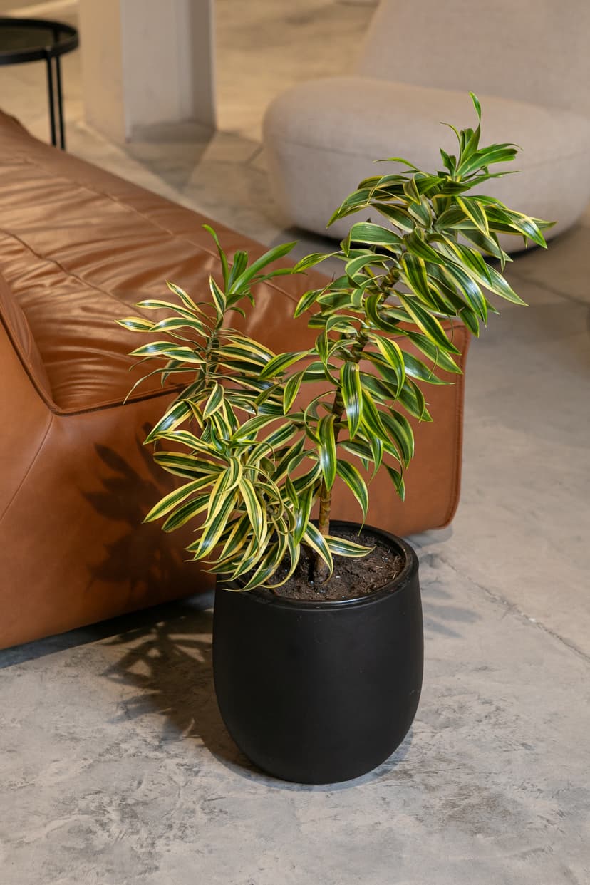 Pots & Planters